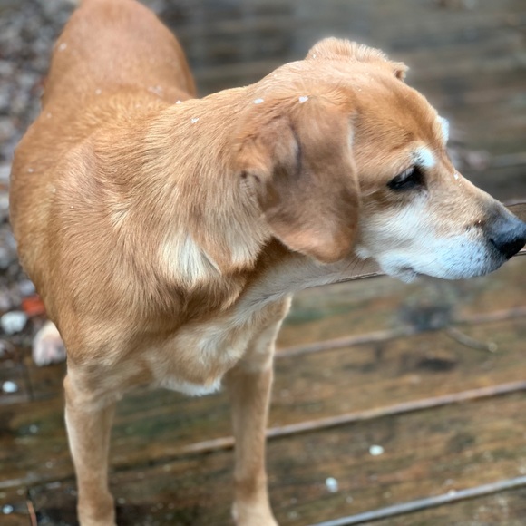 R.I.P. Junebug 😭 01/28/21 - Picture 4 of 16